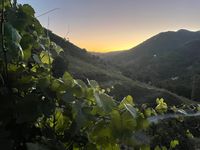 wein und Sonnenuntergang